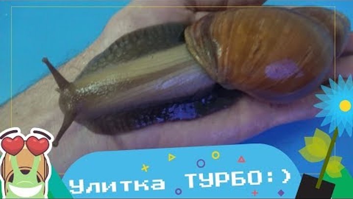 УЛИТКА ГИГАНТ, ЗНАКОМЬТЕСЬ ТУРБО! :) УЛИТКА ГИГАНТ, ЗНАКОМЬТЕСЬ ТУРБО! :)