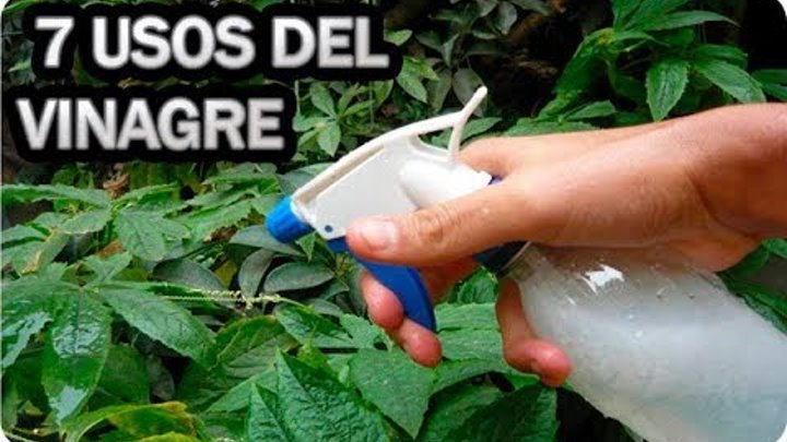 7 Usos Brillantes Del Vinagre En El Huerto O Jardín || La Huertina De Toni смотреть онлайн 7 Usos Brillantes Del Vinagre En El Huerto O Jardín || La Huertina De Toni