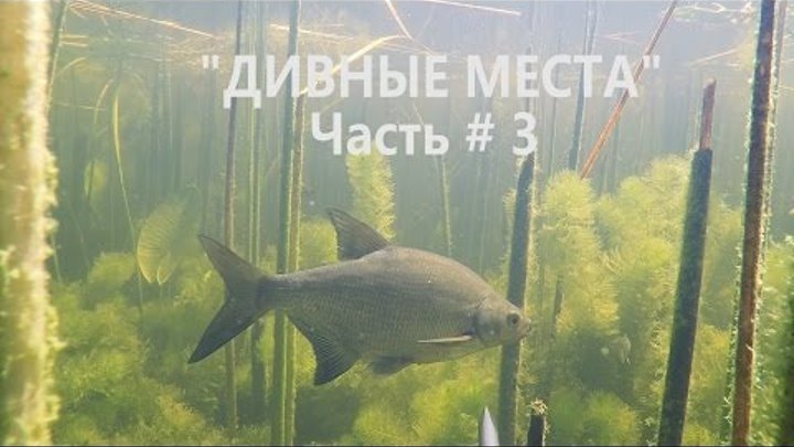 Подводная Охота 2016,Июнь, Озеро Неро ,"ДИВНЫЕ МЕСТА Чась 3 " (ПОЛНОМЕТРАЖ) Подводная Охота 2016,Июнь, Озеро Неро ,"ДИВНЫЕ МЕСТА Чась 3 " (ПОЛНОМЕТРАЖ)