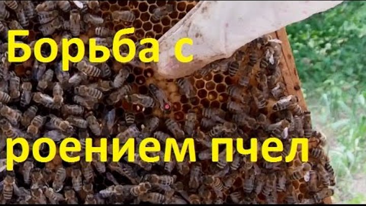 Борьба с роением пчел