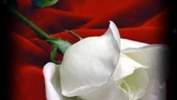 Las flores mas hermosas del mundo Las flores mas hermosas del mundo