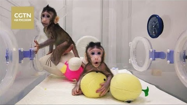 Китайские ученые впервые клонировали обезьян методом ядерного переноса [Age 0+]