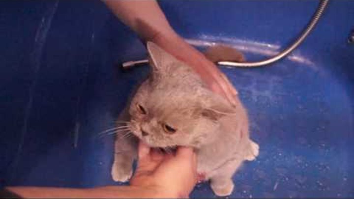 Чем и как мыть глаза и чистить уши кошкам