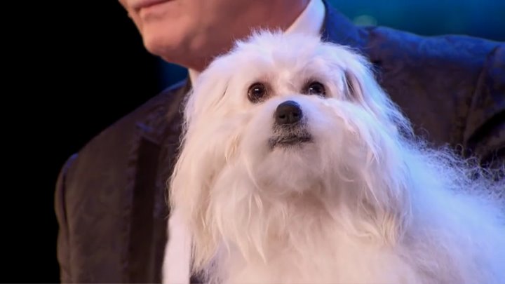 Говорящая собака на шоу талантов в Британии