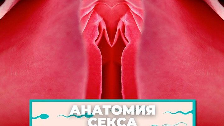 «Анатомия секса»: как устроена наша вагина