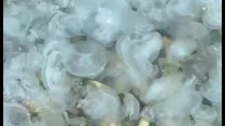 В Анапе на берегу Черного моря наблюдается нашествие медуз