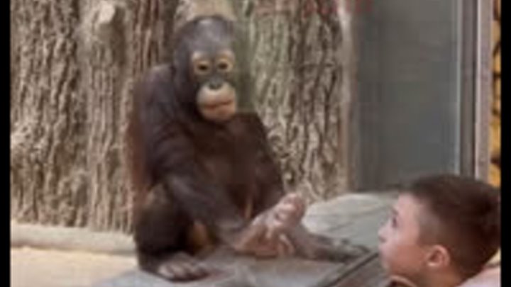 День калининграда День калининграда