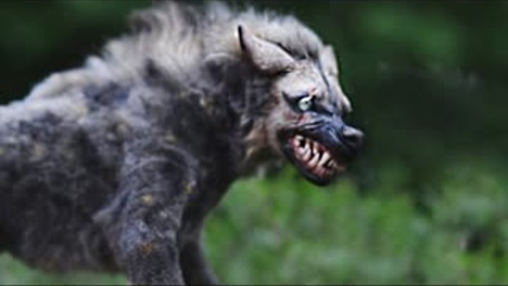 Это Самый Опасный Волк в Мире и Вот Почему