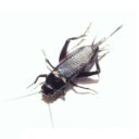 9fadb6d3e28e2be47da4c87e012c5962_S.jpg&t