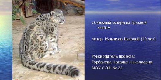 Ирбис красная книга краткое. Ирбис, или снежный барс (uncia uncia, panthera uncia). Сообщение снежный барс животное международной красной книги. Снежный барс ирбис красная книга краткое описание для детей 2 класса. Ирбис красная книга краткое описание для 2 класса.