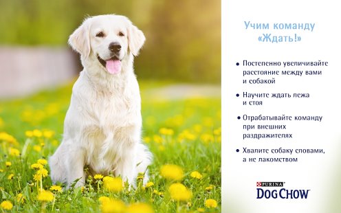 Команда ждать для собаки. Послушная собака. Как научить собаку команде ждать. Тренировка собак. Как научить собаку команде ждать.