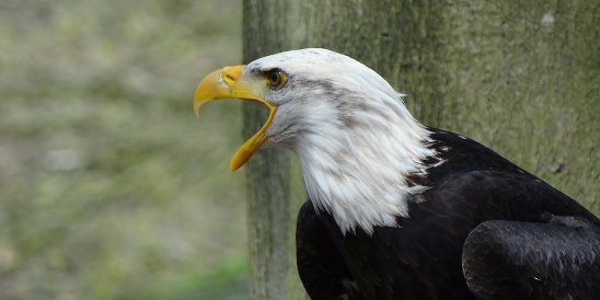 https://pimg.mycdn.me/getImage?url=https%3A%2F%2Fpolitikus.ru%2Fuploads%2Fposts%2F2018-01%2F1516006330_bald-eagles-44243_1280.jpg&amp;type=TOPIC_LINK_WIDE_548&amp;signatureToken=PxwMyZPhG7fnScX3KfN5fg