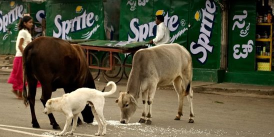 Картинки по запросу Священные бродяги: как бездомные коровы стали проблемой в Индии