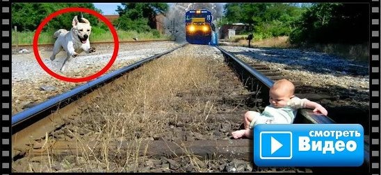 /1.”Heroic Canine Saves Abandoned Baby on Railroad Tracks, Ignites Outpouring of Online Emotion”