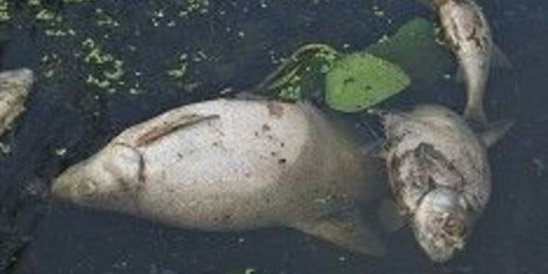 Росприроднадзор выяснил, почему в реке Псёл гибнет рыба